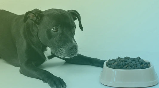 5 Tendências em Alimentação para Pets que os Veterinários precisam saber