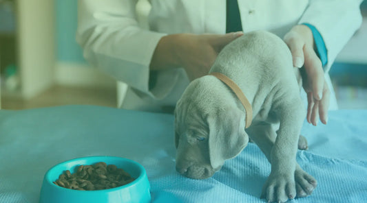 Por que Veterinários Recomendam Petiscos Hipoalergênicos para Animais Sensíveis