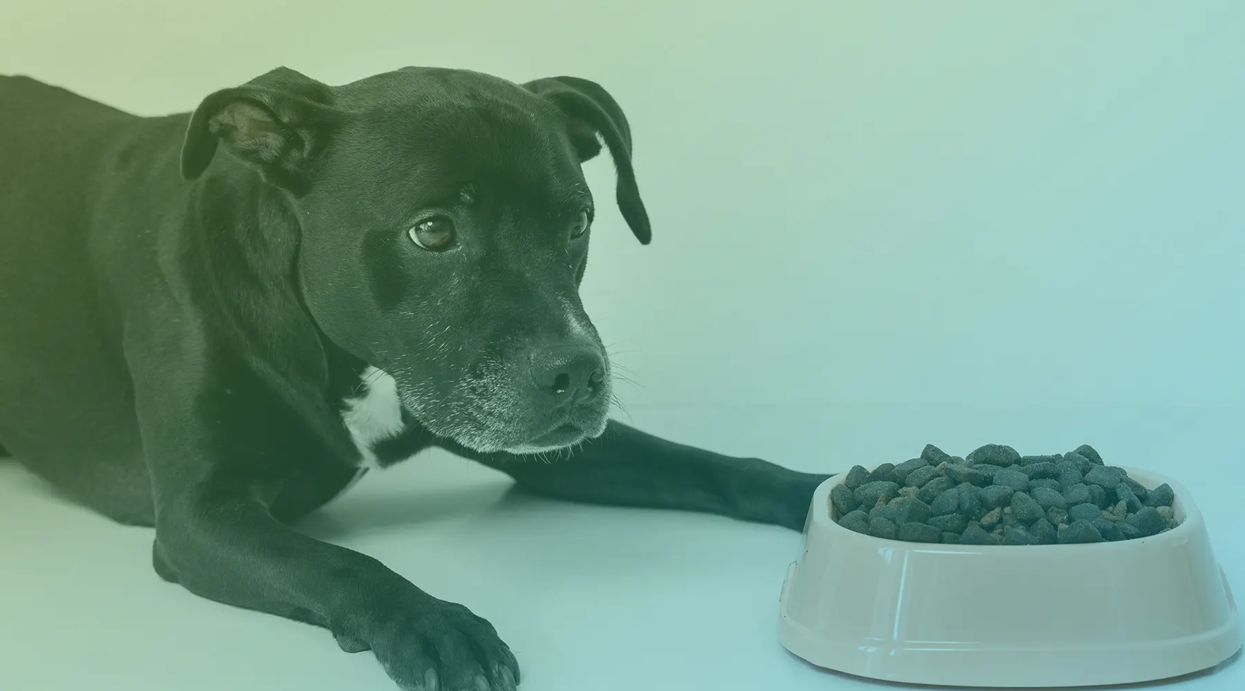 5-tendencias-em-Alimentacao-para-Pets-que-os-Veterinários-precisam-saber