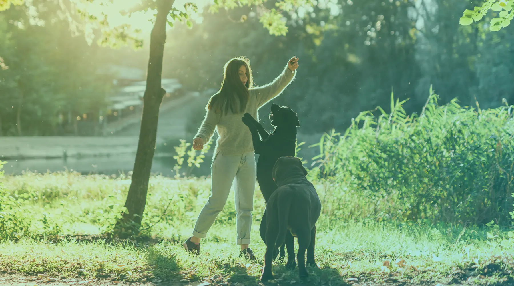 Como saber se um petisco e de alta qualidade