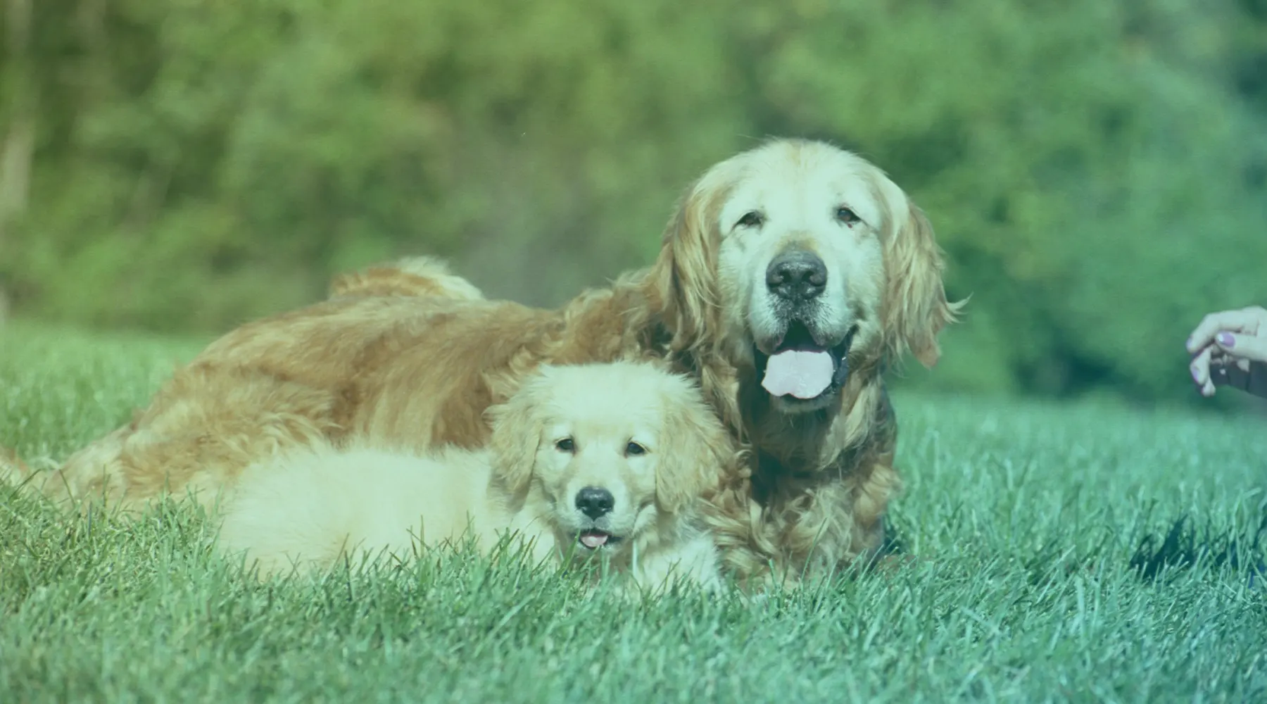 Existem petiscos especificos para diferentes para filhote, adulto e idoso