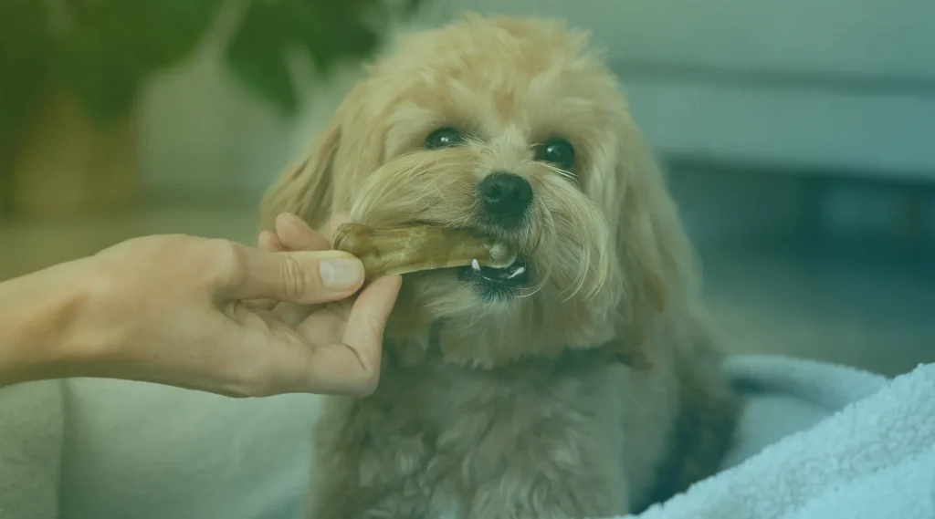 Petiscos Hipoalergênicos para Cães