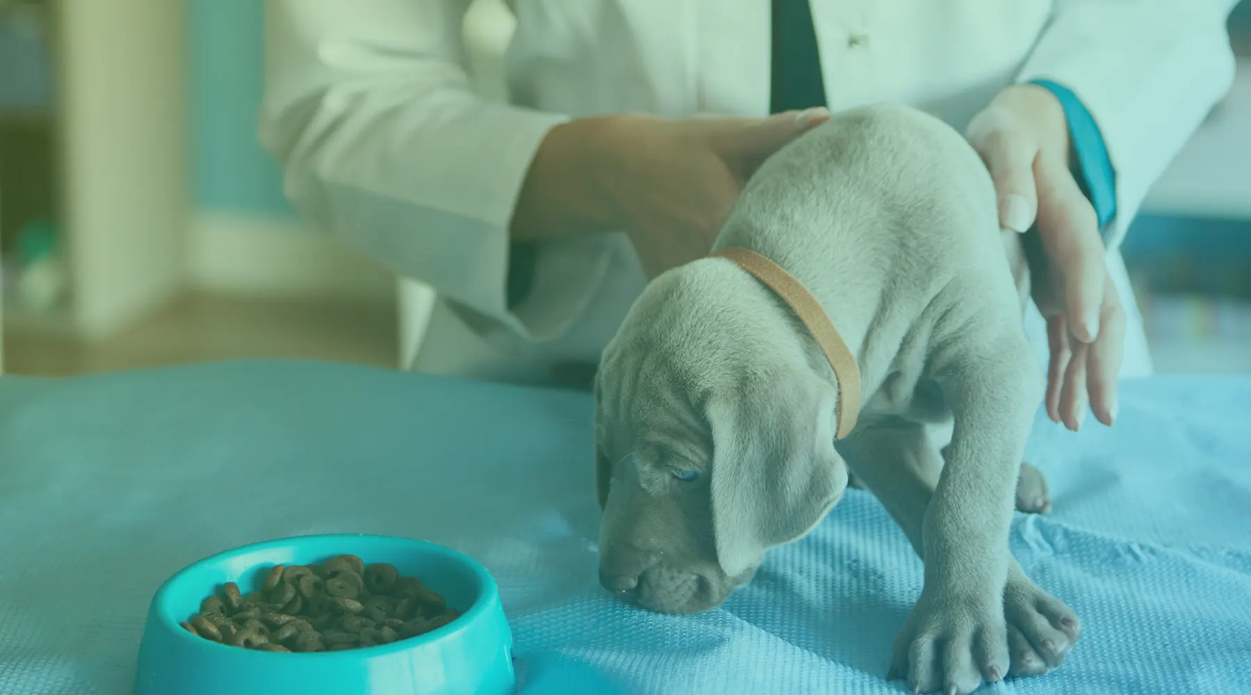 Por-que-Veterinarios-Recomendam-Petiscos-Hipoalergenicos