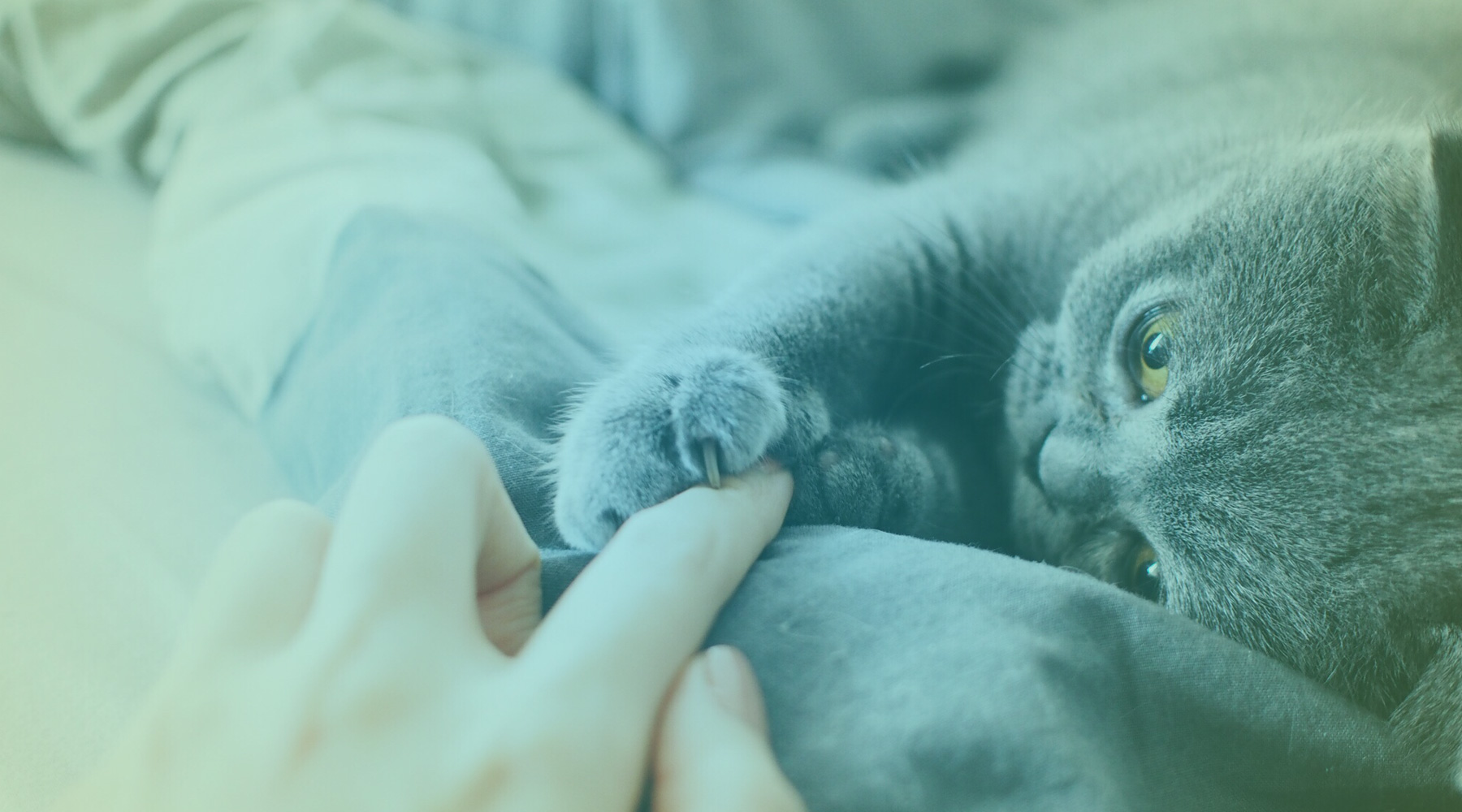 adotei-um-gato-e-agora-babis-petiscos-naturais