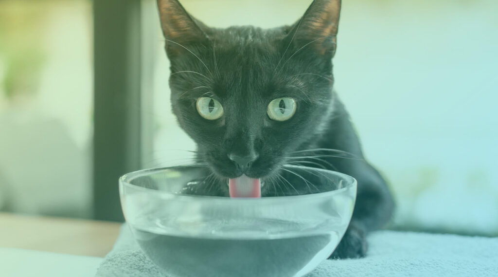calculadora-agua-para-gatos