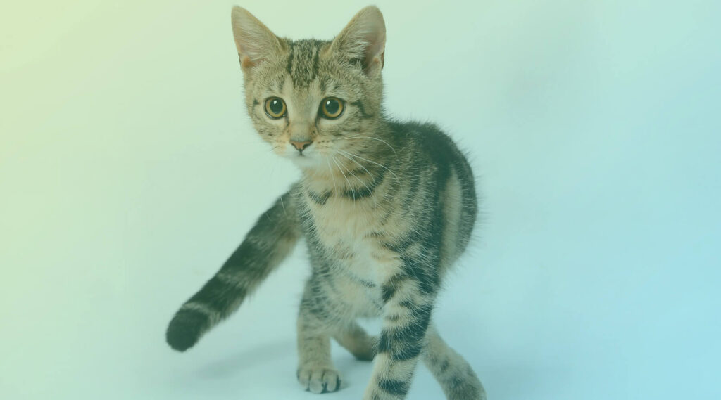 calcule-a-idade-do-seu-gato-em-humanos