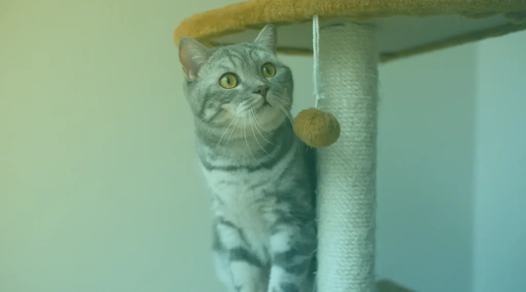 como fazer seu gato gastar energia