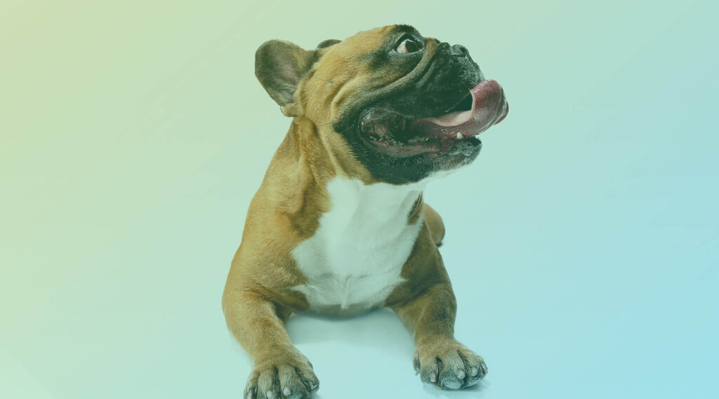 diferenca-petiscos-e-raca-babis-for-pets