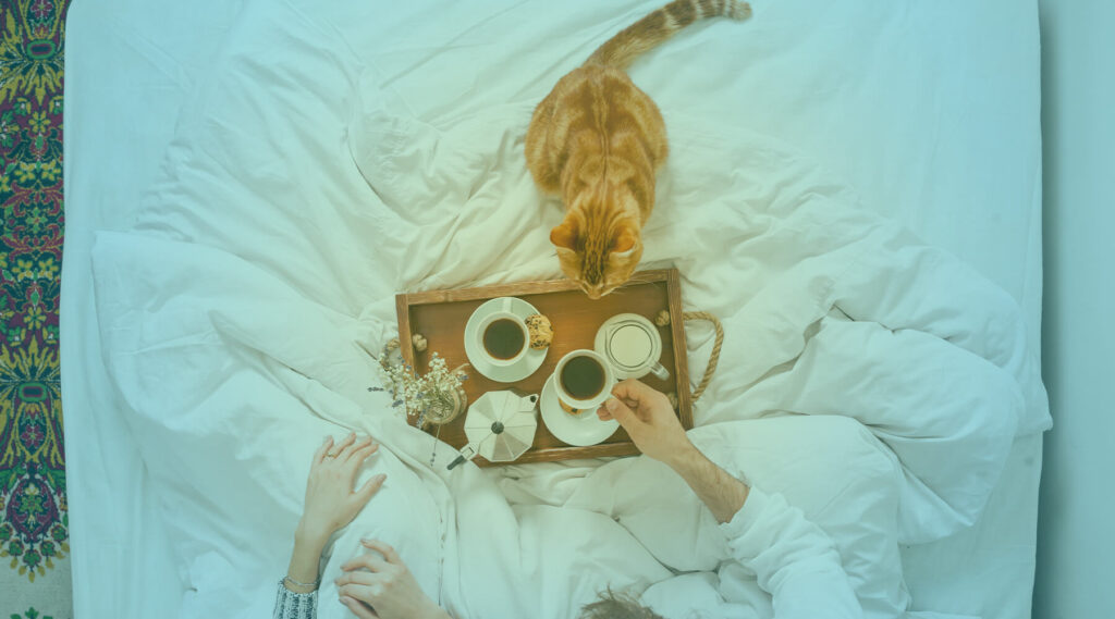 gatos-comidas-humanos-babis-for-pets