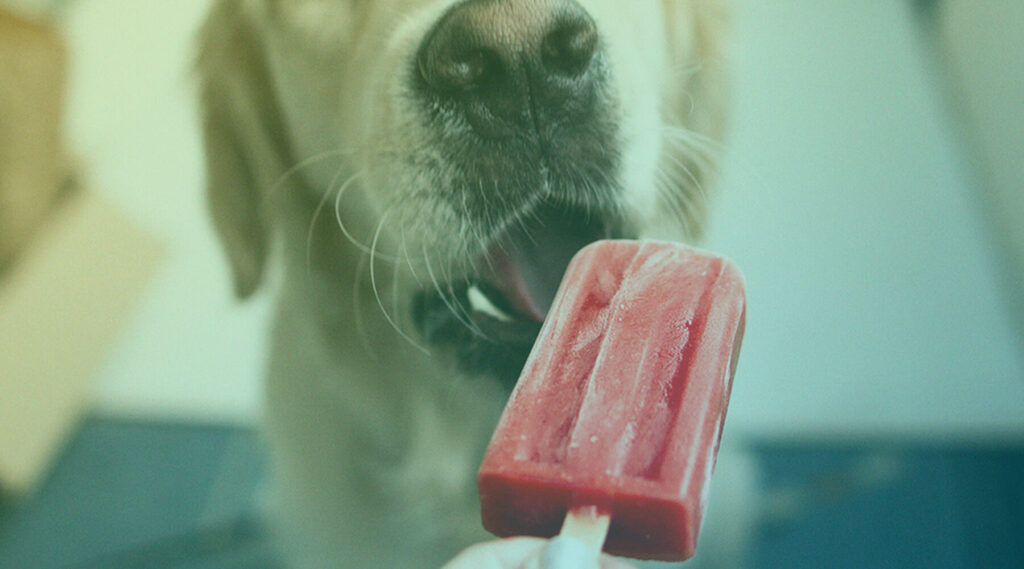 picoles-para-caes-babis-for-pets