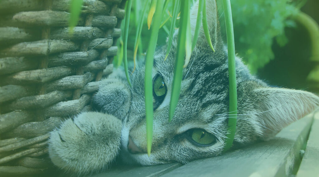 plantas-tóxicas-pets-babis-petiscos